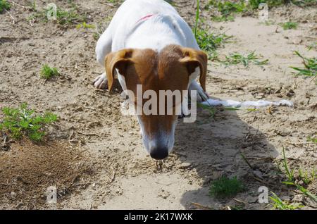A Jack Russell dog vomits after eating grass Stock Photo - Alamy - Dog Vomiting After Eating Grass To Aid