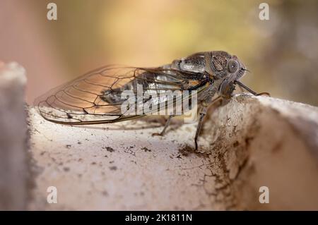 Insect T. auletes - Megatibicen auletes - giant cicada Stock Photo