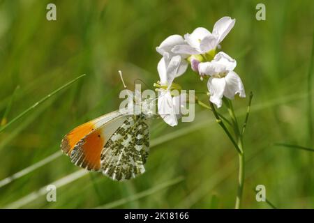 Orange tip butterfly feeding on cuckoo flower Stock Photo