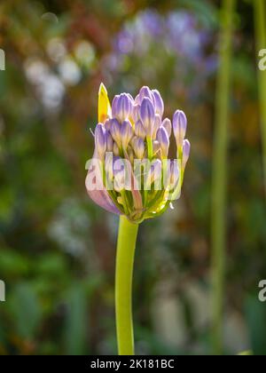 New growth in flower of agapanthus in sun.