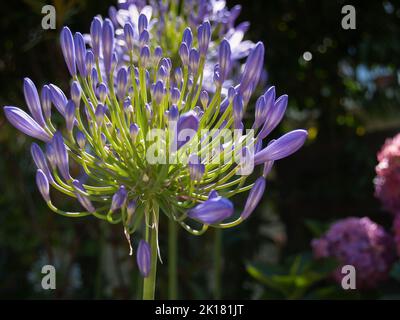 Bright agapanthus flowers in full bloom in garden