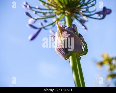 Blooming-agapanthus flower against blue sky.