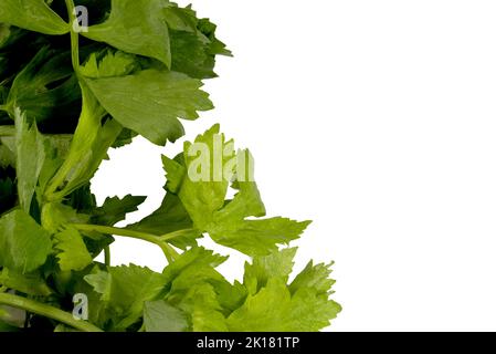 Clipping path green celery leaves isolated on white background Stock Photo