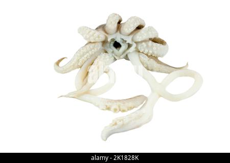 Close-up of freshly octopus head with big eye on white background Stock Photo