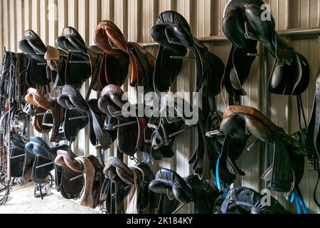 Set of various leather saddles hanging on racks on wall in tack room inside stable in daytime on ranch Stock Photo