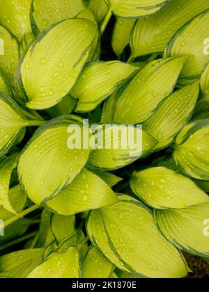 Hosta 'June Fever' blue-green edged golden medium-size leaves with raindrops. Top-down macro pattern gardening, floristry commercial background texture. Stock Photo