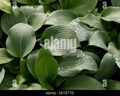 Hosta 'Hadspen Blue' powdery steel-blue heart-shaped leaves with raindrops. Top-down macro pattern gardening, floristry commercial background texture. Stock Photo