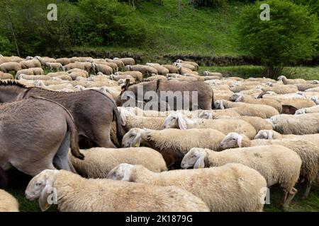 Herd of sheep, goats and donkeys in the meadows in Tuscany. Italy Stock Photo