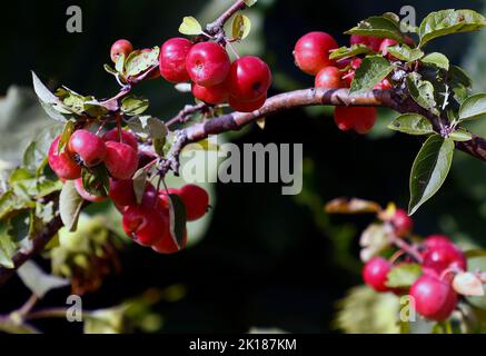 Close up of the ripe fruit of the Crab Apple Evereste seen growing in the UK in the garden in late summer. Stock Photo