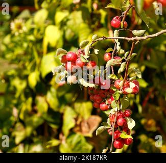 Close up of the ripe fruit of the Crab Apple Evereste seen growing in the UK in the garden in late summer. Stock Photo