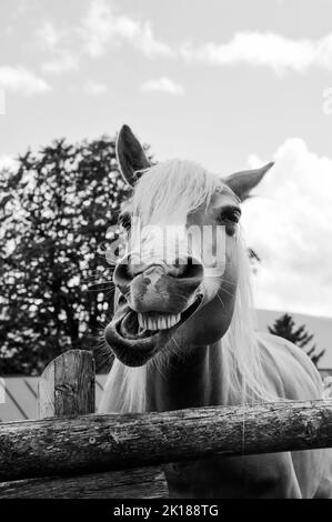Funny portrait of a smiling horse against the background of the summer sky in a farm ranch - Pet therapy and horse therapy concept - Black and white v Stock Photo