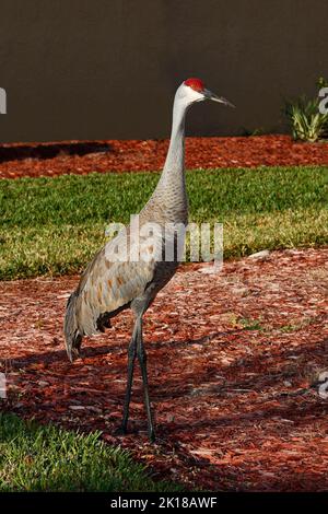 Sandhill crane, green grass, backyard scene, house, tall bird, elegant, Grus canadensis; wildlife, animal, Florida, Venice, FL Stock Photo