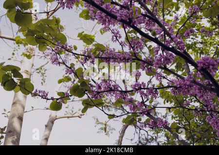 Judas tree bloomed, beautiful purple flowers with pastel green leaves  in the garden on a sunny day. Stock Photo