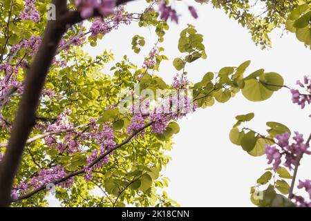 In full bloom judas tree, purple flowers with pastel green leaves  in the garden on a sunny day.Wonderful background. Stock Photo