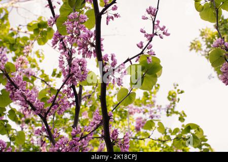 In full bloom judas tree, purple flowers with pastel green leaves  in the garden on a sunny day.Wonderful background. Stock Photo