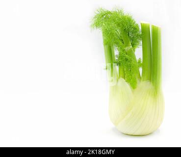 Fresh fennel bulb isolated on white background,copy space,close up,vegetable Stock Photo