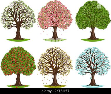 Tree in different seasons. Spring blooming, summer green, autumn falling leaves and winter seasonal trees vector illustration set Stock Vector