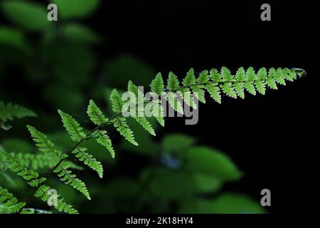 May 30, 2020, MAQUOKETA, IOWA, USA: Fern and moss growth cover bolders that have long ago fallen from the cliffs at the entrance of ''Middle Dancehall Cave'' in Maquoketa Caves State Park located at 9688 Caves Rd., Maquoketa, Iowa..Enormous bluffs tower throughout the park, and a six-mile trail system winds through geologic formations and forests brimming with natural beauty..As one of the stateâ€™s earliest state parks, Maquoketa Caves has been a popular destination for picnickers and hikers since the 1860s. (Credit Image: © Kevin E. Schmidt/ZUMA Press Wire) Stock Photo