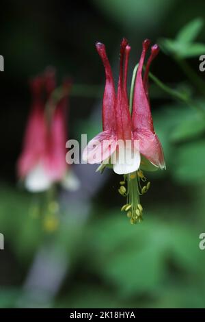 May 30, 2020, MAQUOKETA, IOWA, USA: Eastern Columbine Wildflowers are seen throughout Maquoketa Caves State Park located at 9688 Caves Rd., Maquoketa, Iowa..Enormous bluffs tower throughout the park, and a six-mile trail system winds through geologic formations and forests brimming with natural beauty..As one of the stateâ€™s earliest state parks, Maquoketa Caves has been a popular destination for picnickers and hikers since the 1860s. (Credit Image: © Kevin E. Schmidt/ZUMA Press Wire) Stock Photo