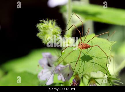 May 30, 2020, MAQUOKETA, IOWA, USA: A type of Harvestmen arachnid ''spider'' makes it's way throught the undergrowth in Maquoketa Caves State Park located at 9688 Caves Rd., Maquoketa, Iowa..Enormous bluffs tower throughout the park, and a six-mile trail system winds through geologic formations and forests brimming with natural beauty..As one of the stateâ€™s earliest state parks, Maquoketa Caves has been a popular destination for picnickers and hikers since the 1860s. (Credit Image: © Kevin E. Schmidt/ZUMA Press Wire) Stock Photo