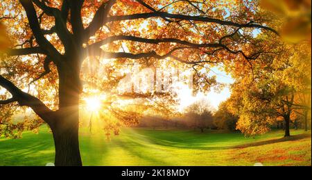Autumn scenery in a sunny park, with a green meadow and the sun behind a beautiful tree casting long shadows Stock Photo