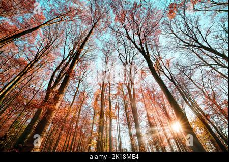 Wide angle forest shot with the sun and the blue sky behind the autumnal red foliage of tall treetops Stock Photo