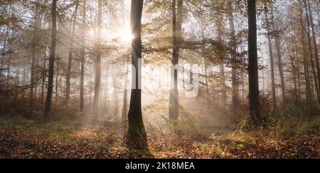 Sunrays magic in a forest. The sun behind a tree casts beautiful rays through the mist and open woods in pleasant autumn colors Stock Photo
