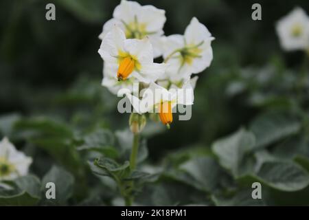 The potato tree is blooming. Beautiful inflorescence. Pink flower petals. Yellow stamen. Agricultural plant close-up. Potato tree with lush leaves. Stock Photo