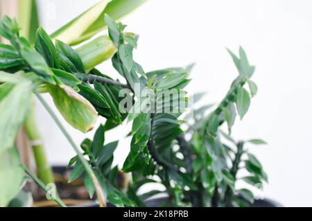 Euphorbia tithymaloides, euphorbiaceae or Homalocladium platycladum or Muchlenbeckia platyclada Meissn or Muehlenbeckia platyclada or POLYGONACEAE or Stock Photo