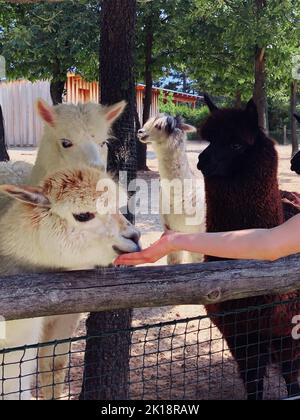 Girl feeding the alpacas from her hand in the zoo Stock Photo