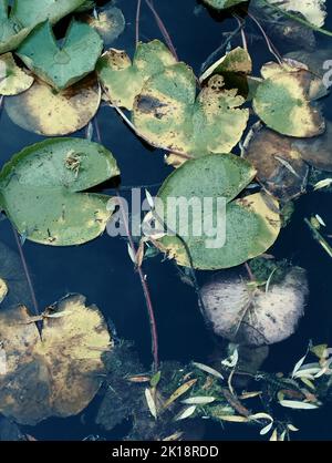 Water green lily in the clear pond Stock Photo
