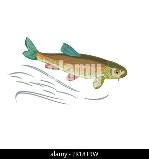 Koi carp multicolored domesticated japan fish  vector illustration Stock Vector