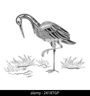 White Stork water bird vintage engraving  vector illustration Stock Vector