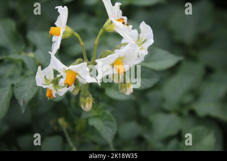 The potato tree is blooming. Beautiful inflorescence. Pink flower petals. Yellow stamen. Agricultural plant close-up. Potato tree with lush leaves. Stock Photo