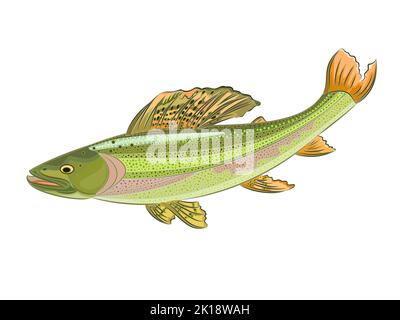 Grayling (Thymallus)beautiful predatory fish river stream vector illustration Stock Vector