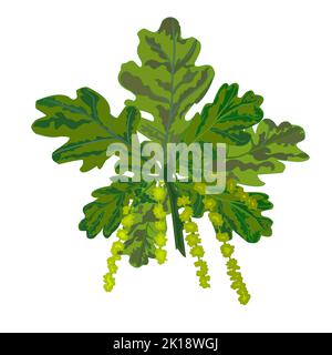 Oak branch with leaves and catkins vector illustration Stock Vector
