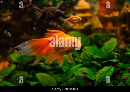 Beautiful red swimming goldwish in home aquarium Stock Photo