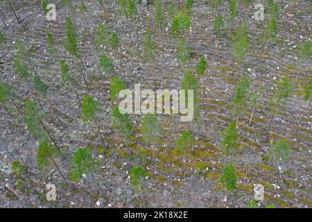 Aerial view over Swedish clearcut area, clearcutting / clearfelling is a forestry / logging practice in which most trees are cut down, Dalarna, Sweden Stock Photo