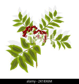 Twig rowan berry with leaves and berries vector illustration Stock Vector