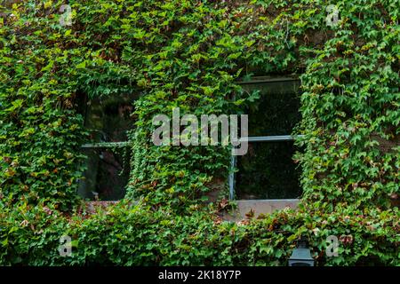 Vintage House Covered by Green Ivy in the New York City. Windows at the building. Stock Photo