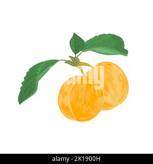 Apricots with leaves vector Illustration Stock Vector