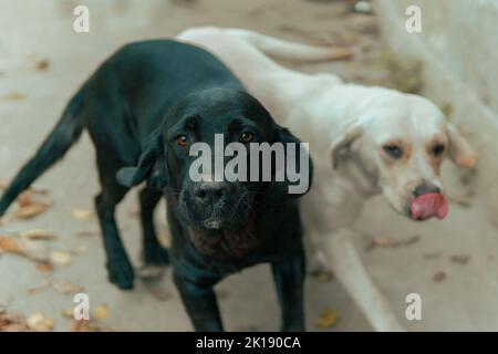 young labradors running and looking to the camera Stock Photo