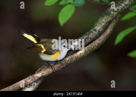 Young male American redstart warbler in spring Stock Photo