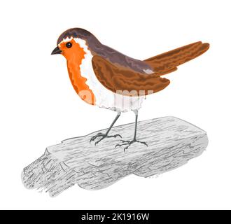 Robin bird on the stone vector illustration Stock Vector