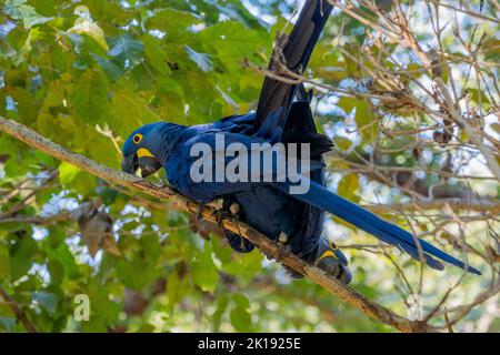 A Hyacinth macaw (Anodorhynchus hyacinthinus) couple is mating in a tree close to their nest site near the Aymara Lodge in the Northern Pantanal, Stat Stock Photo