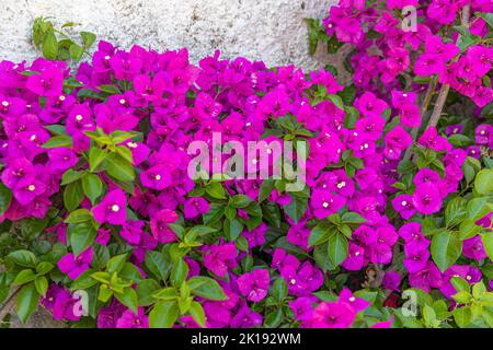 Flowering bougainvillea on Corfu Island, Greece Stock Photo