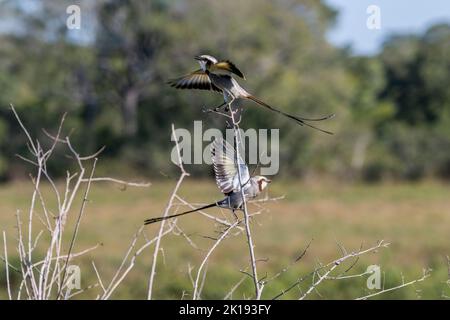 Streamer-tailed tyrants ( Gubernetes yetapa) on a bush in the savannah near the Aguape Lodge in the Southern Pantanal, Mato Grosso do Sul, Brazil. Stock Photo