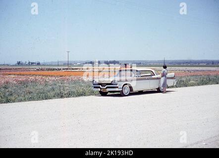 1957, historical, summertime and a lady standing roadside by an American automobile of the era looking out over fields of flowers to the town of Lompoc, California, USA. Stock Photo