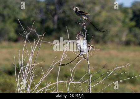 Streamer-tailed tyrants ( Gubernetes yetapa) on a bush in the savannah near the Aguape Lodge in the Southern Pantanal, Mato Grosso do Sul, Brazil. Stock Photo