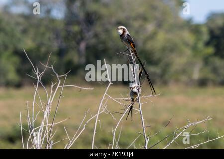 Streamer-tailed tyrants ( Gubernetes yetapa) on a bush in the savannah near the Aguape Lodge in the Southern Pantanal, Mato Grosso do Sul, Brazil. Stock Photo